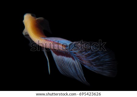 Betta fish