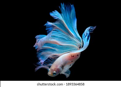 Betta Fish In Aquarium With Black Background