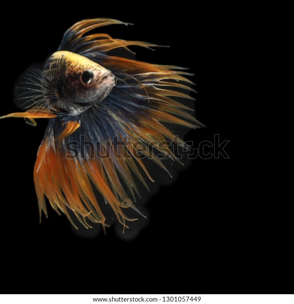 Betta Fish Black Background Images Stock Photo 1301057449 | Shutterstock