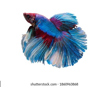 水棲動物 Images Stock Photos Vectors Shutterstock