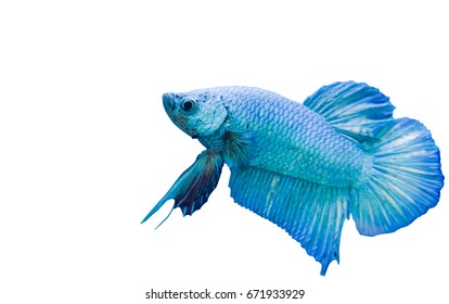 Betta Fish, Blue Siamese Fighting Fish, Isolated On White Background
