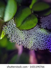 Betta Fish Bubble Nest Closeup