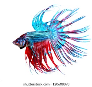 Betta Fish closeup. Colorful Dragon Fish. Aquarium. Isolated on a white background