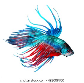 Betta fish, Dragon fish colorful beautiful fish isolated on a white background. Aquarium.