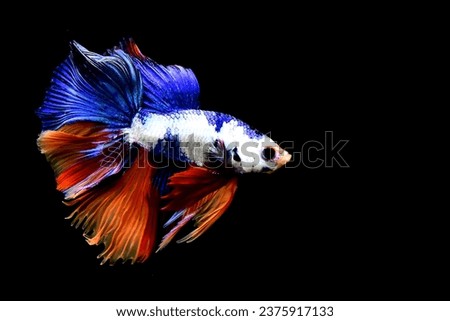 Betta fish Fancy Red Green Copper Halfmoon fighting fish from Thailand, Siamese fighting fish on isolated blue, grey or black background all are from Thailand