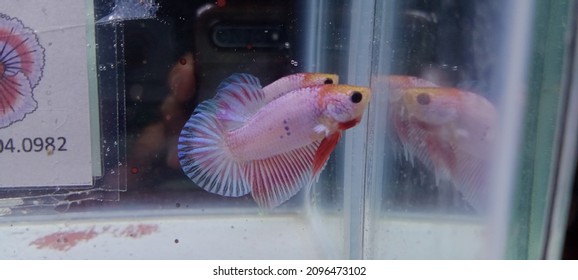 Betta Fish Flaminggo One Of Rare Collection 