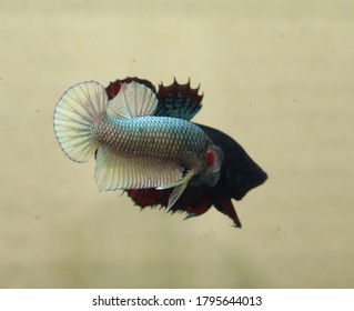 Betta Fish Are Freshwater Fish That Are Native And Spread In Thailand. And East Asia Many Types Of Southeast Together. There Are A Total Of 10 Species Of Fighting Fish  In Thailand ,Also Called Betta.