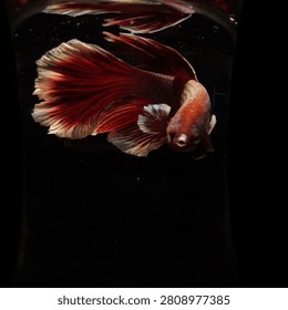 Betta Fish Halfmoon Dumbo Ear on Black Background
