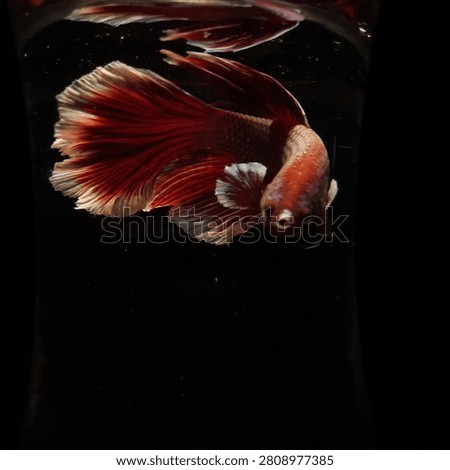 Betta Fish Halfmoon Dumbo Ear on Black Background
