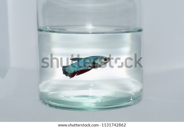 betta fish jar