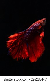 BETTA FISH on black background