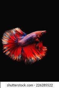 BETTA FISH on black background