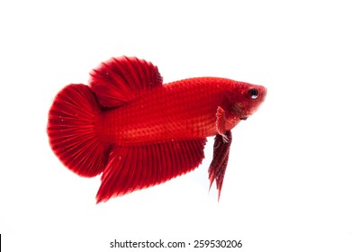 Betta Fish On A White Background.