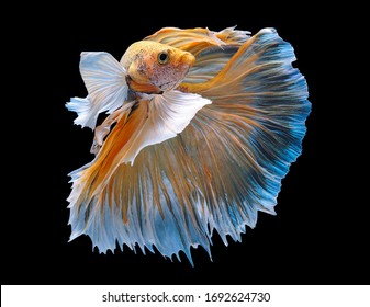 Betta fish (Siamese fighting fish) Halfmoon Dumbo big ear has a colorful body and tail and. The black background makes the fish look distinct and good detail.This wildlife from asia thailand.