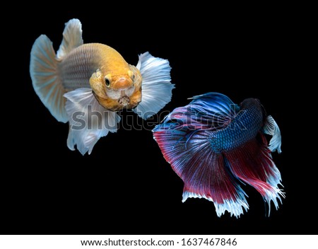 Betta fish (Siamese fighting fish) Halfmoon Plakad Dumbo big ear has a colorful body and tail and. The black background makes the fish look distinct and good detail.This wildlife from asia thailand.