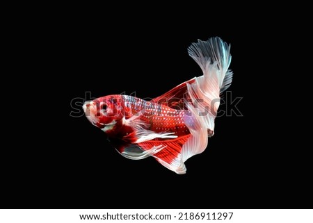Betta fish, Siamese fighting fish isolated on black background, Colorful animal