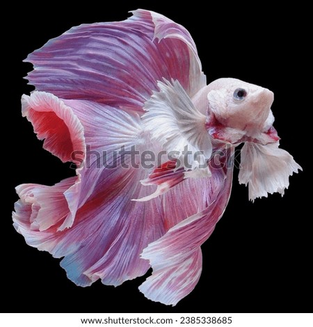 Betta fish siamese fighting Betta Spledens Plakad Isolates on black.