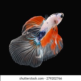 Betta fish, siamese fighting fish, betta splendens (Halfmoon betta )isolated on black background