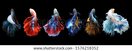 Betta fish, siamese fighting fish, betta splendens isolated on black background,
fish on black background, Multi color Siamese fighting fish,