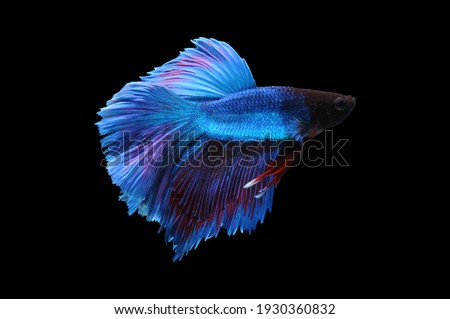 Betta fish, siamese fighting fish, betta splendens isolated on black background,
fish on black background, Multi color Siamese fighting fish,