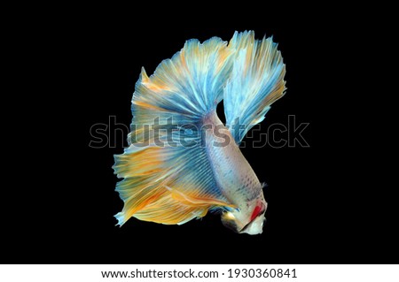 Betta fish, siamese fighting fish, betta splendens isolated on black background,
fish on black background, Multi color Siamese fighting fish,