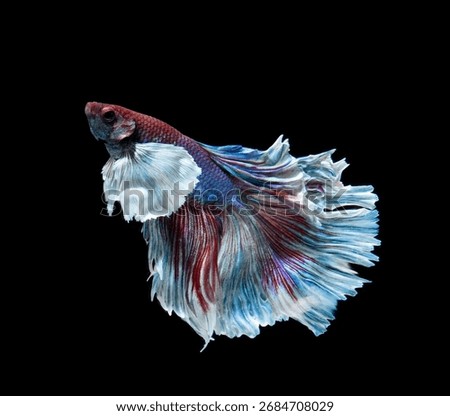 Betta fish siamese fighting fish betta splendens isolated on black background