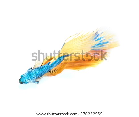 Betta fish, siamese fighting fish, betta splendens top view isolated on white background