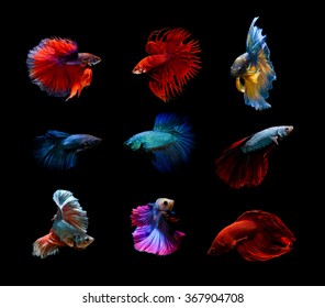 Betta fish, siamese fighting fish, betta splendens,aquarium,moment of siamese fighting fish colorful and so strong mix group