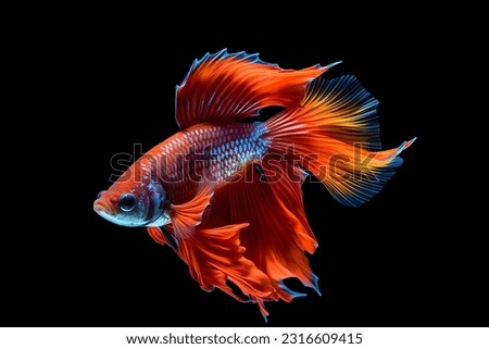 Betta fish swim with black background