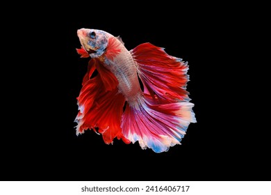 Betta fish white body and red-tailedswaying beautifully. - Powered by Shutterstock