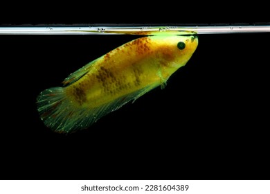 betta fish who are sick with whitespots. siamese fighting fish, betta splendens isolated on black background
