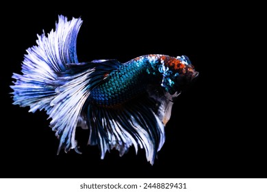 Betta fish with its wonderful colors. Black background. Betta splendens.
