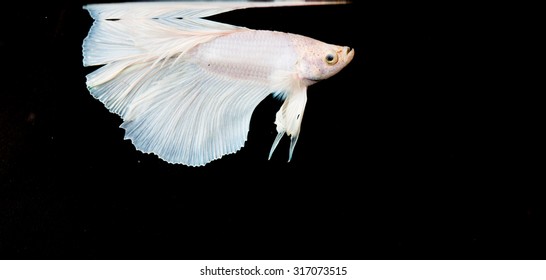 79 Betta imbellis Images, Stock Photos & Vectors | Shutterstock