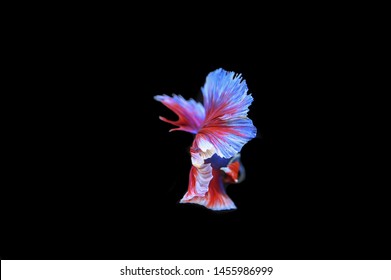 5,335 Betta Fish Wallpaper Stock Photos, Images & Photography