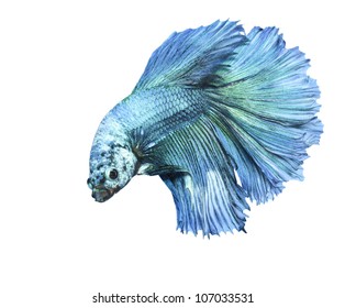 betta, siamese fighting fish isolated on white background