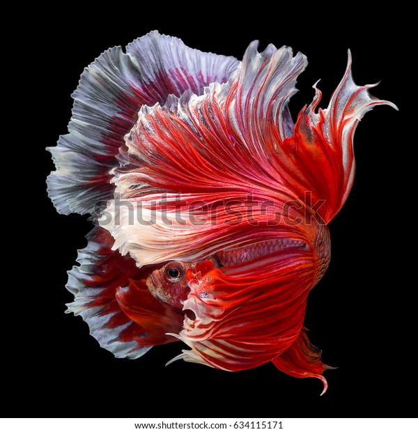 Betta Siameと戦う魚 Betta Splendens Pla Kad 噛む魚 タイ トレイ クレム クメール 水族館魚の人気 黒い背景に赤い 白い半月の長いデルタのバラの尾のベッタ戦闘モーション の写真素材 今すぐ編集