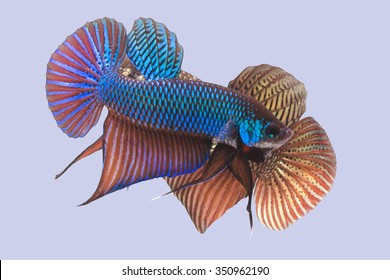 Betta Smaragdina High Res Stock Images Shutterstock