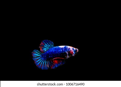 Betta Splendens, Fighting Fish On Black Back Ground