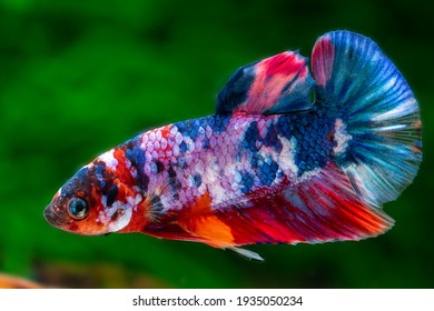 Betta Splendens Galaxy Koi Nemo Male