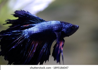 Betta Splendens Male From Asia 