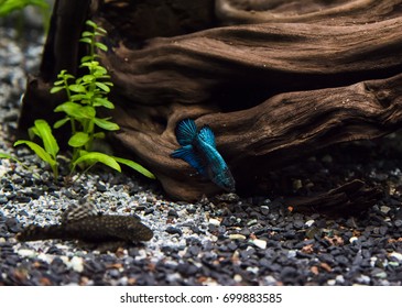 Betta Splendens ( Plakat Betta ) Looking For Food At The Bottom Of A Community Tank. Beautiful Blue Fish With Short Fin