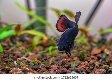 Betta Splendens Or Plakat Betta Strong Male Looking For Food.  Beautiful Fish With Nice Colored Fins. Red Tail And Dark Body