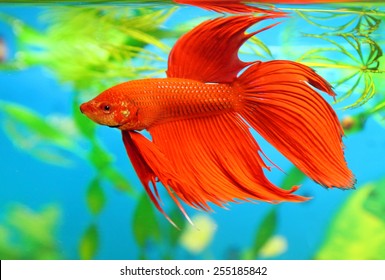 Betta splendens. The red male of fish floats in an aquarium