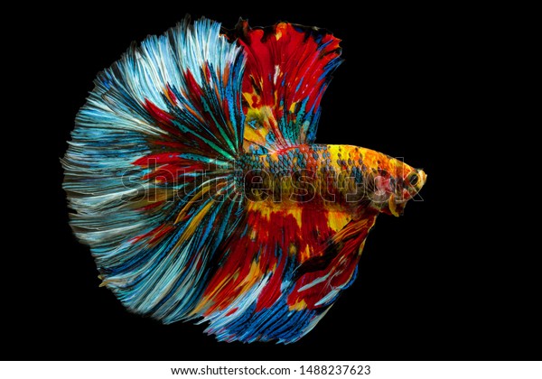 Betta\
splendens, Siamese fighting fish, Pla-kad (biting) Thailand popular\
aquarium freshwater ornamental fish. Fancy Rainbow multi color half\
moon long tail isolated on black\
background