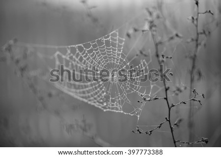 Similar – Image, Stock Photo Close-up of snowy leaves of rosa rubiginosa in winter