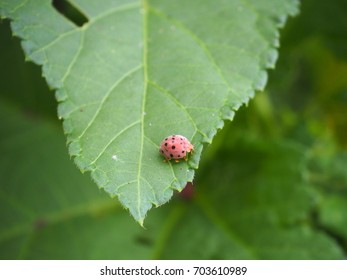 bettle