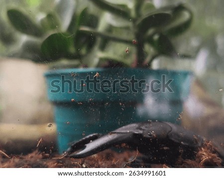 a bettle with blur effect in background 