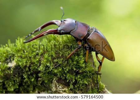 Bettle insect 