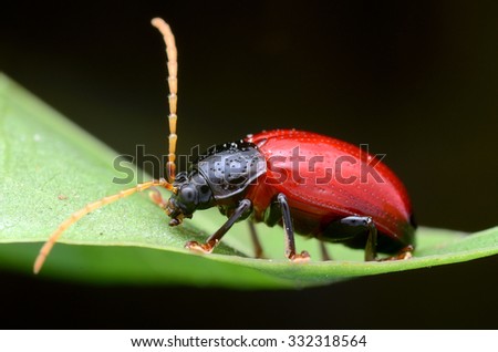 bettle on green leaf