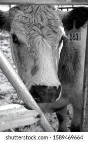 Betty The White Cow In Winter